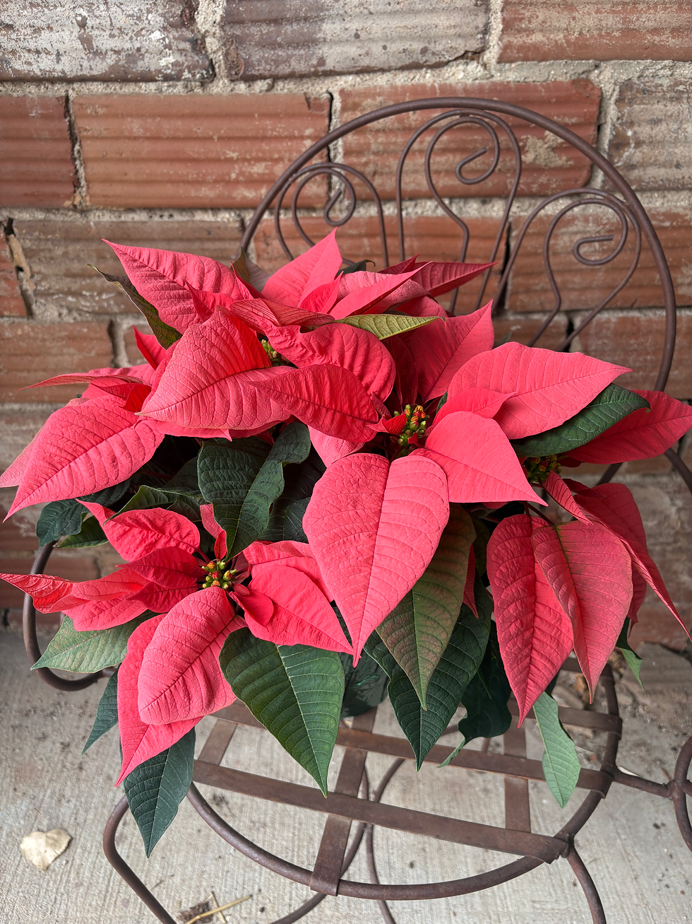 Poinsettia 'Pink'