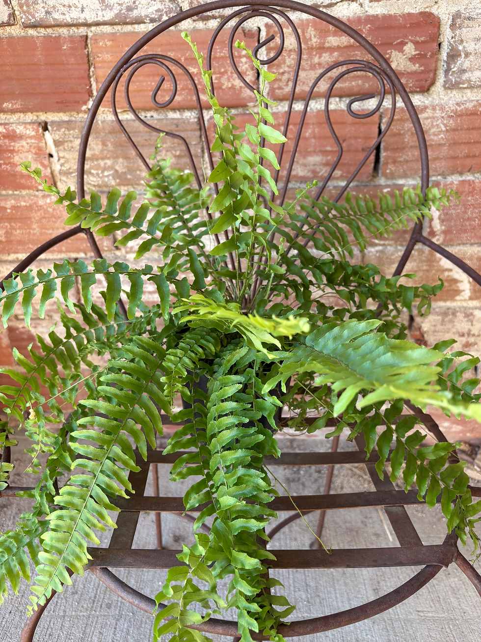 Boston Fern