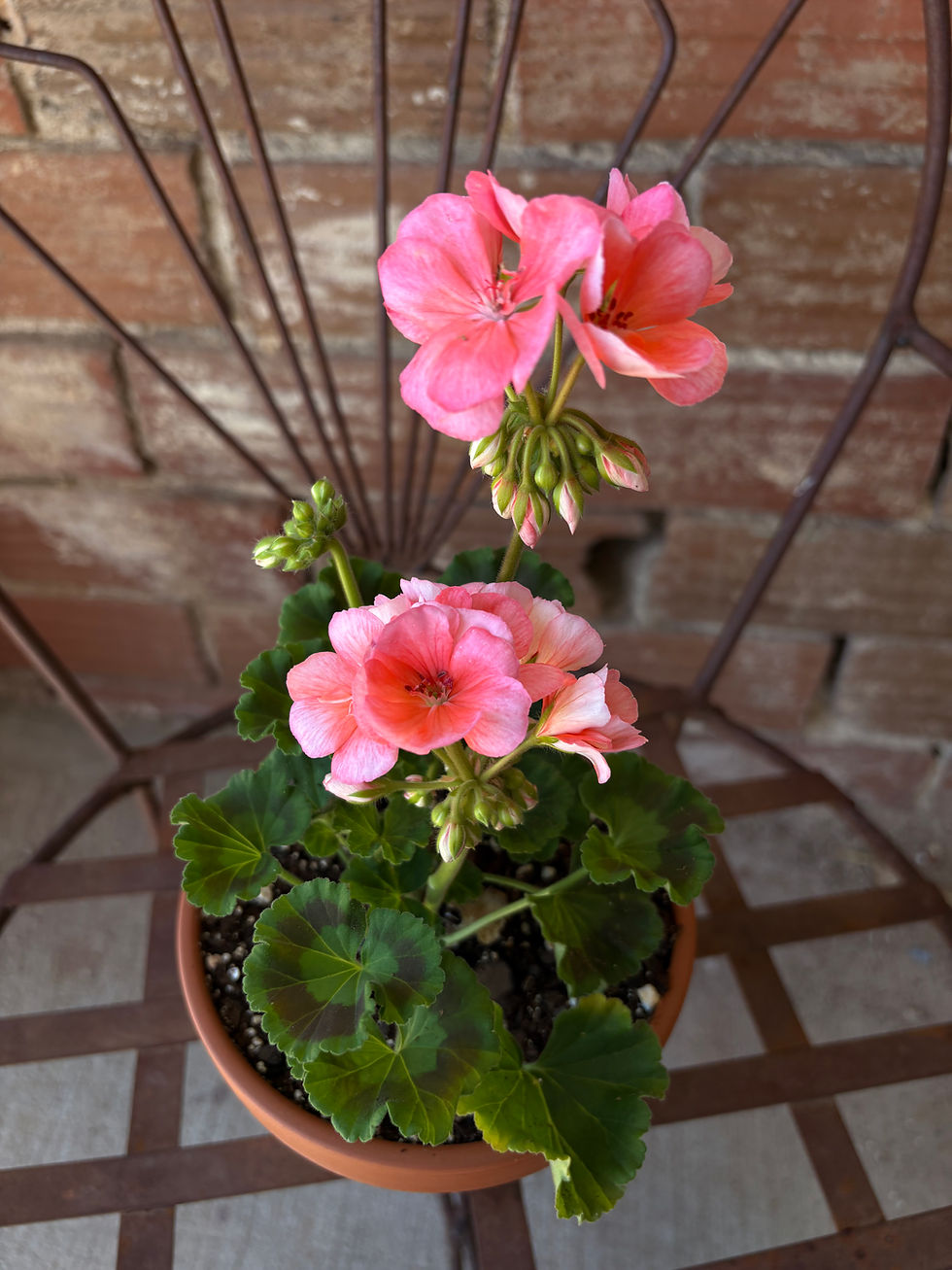 Thumbnail: Terracotta Geranium