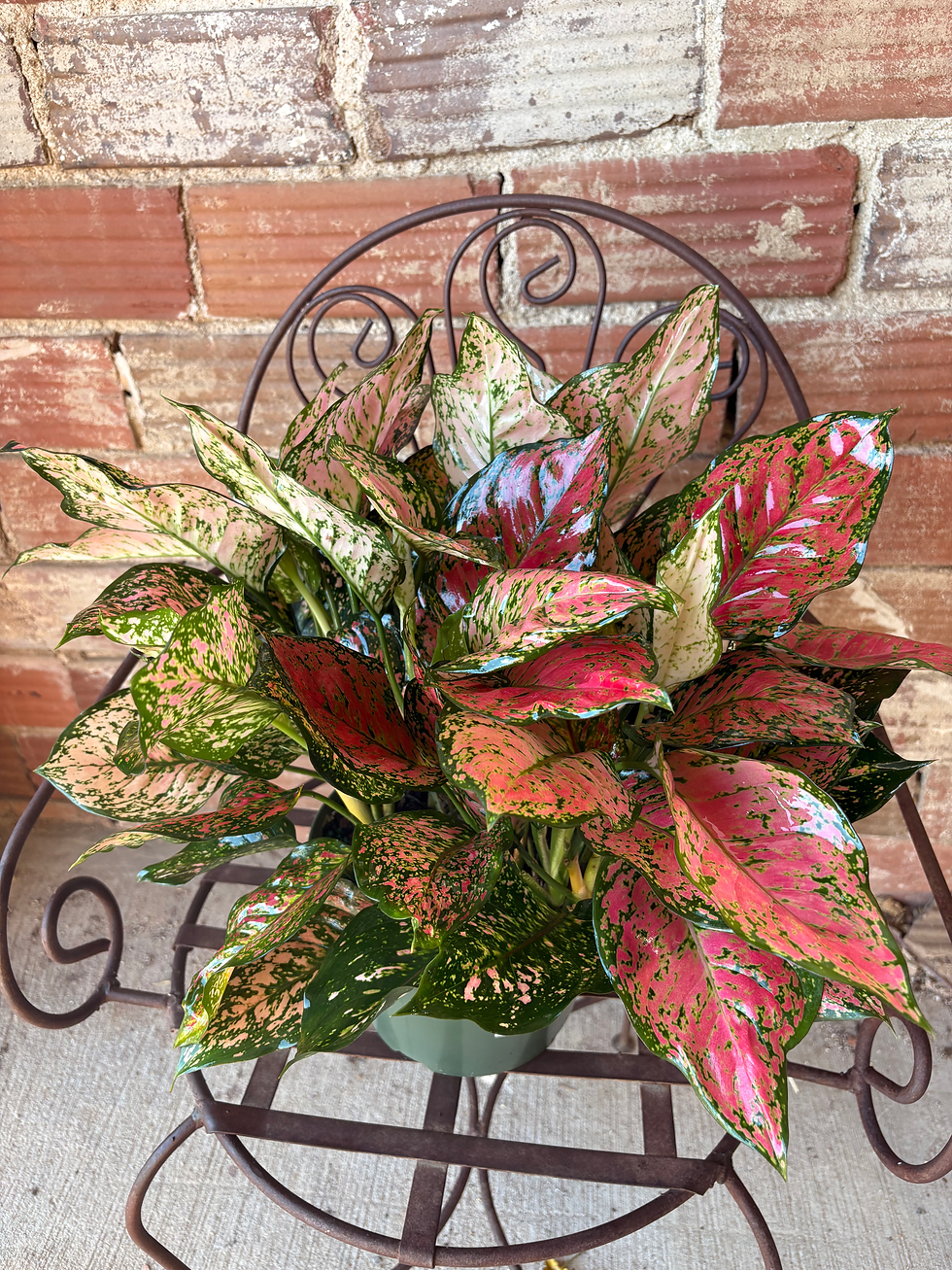 aglaonema red valentine