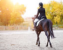 Young rider woman on bay horse performing advanced test on dressage competition. Rear view