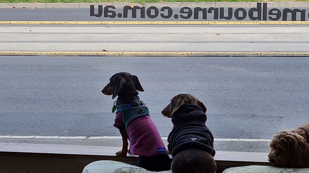 Doggy Daycare and Grooming Pitter Patter Paws Melbourne Flemington