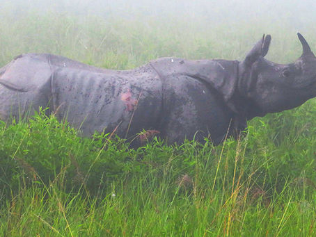 The Elrhino Effect
