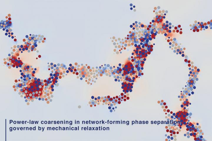 Researchers discover a new law about how the complex network of phase-separated structures grows with time