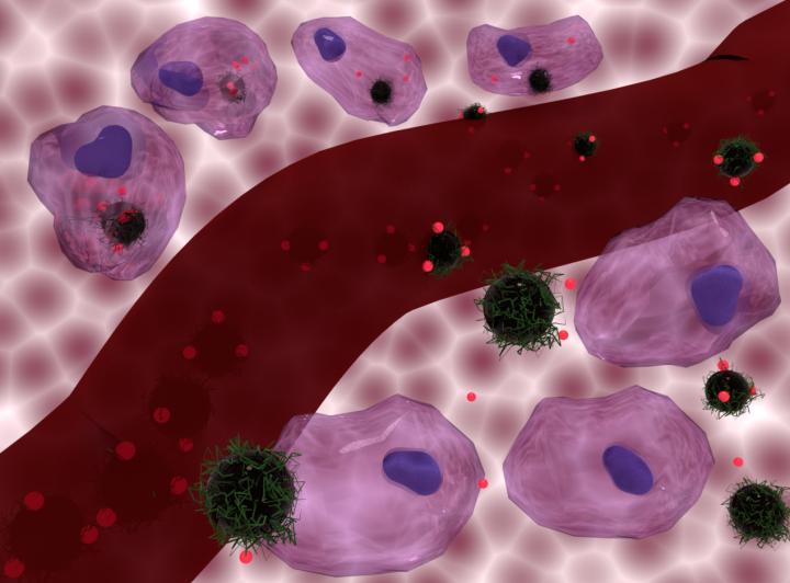 Doxorubicin-loaded nanocomposite carriers being internalized by cells and remaining outside cells