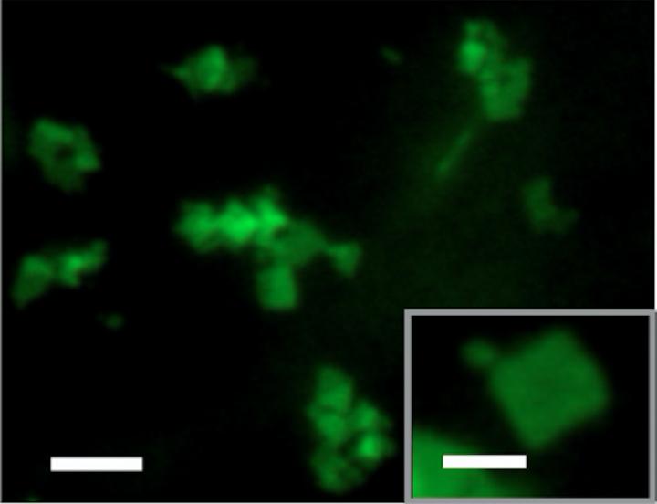 Fluorescent micrograph, above, shows the new nanomaterial in sheet form