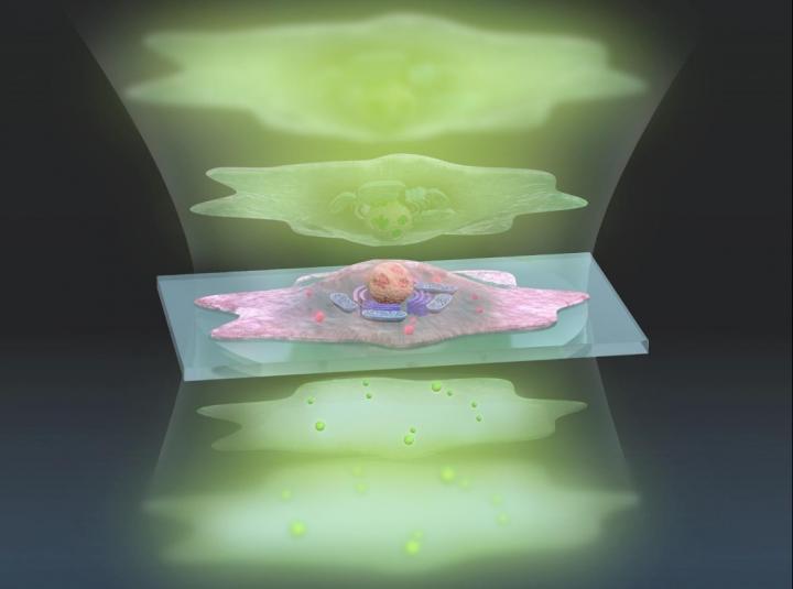 This representation shows pulses of sculpted light (green, top) traveling through a cell (center), and exiting (bottom)