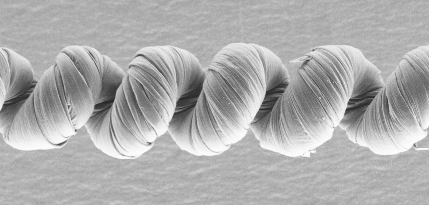This scanning electron microscope image shows a coiled unipolar muscle made from carbon nanotubes