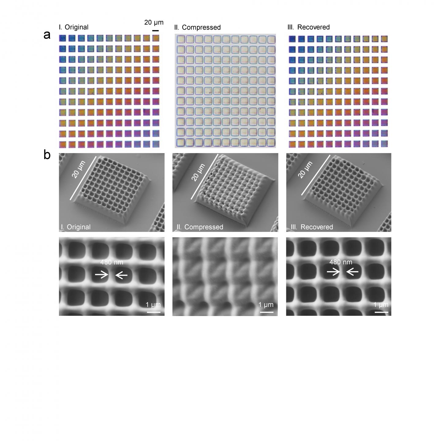 (a) Different colours as printed, compressed and recovered respectively, observed by the objective lens. (b) Tilted (30° tilt angle) and top view of SEM images before and after programming and after recovery.