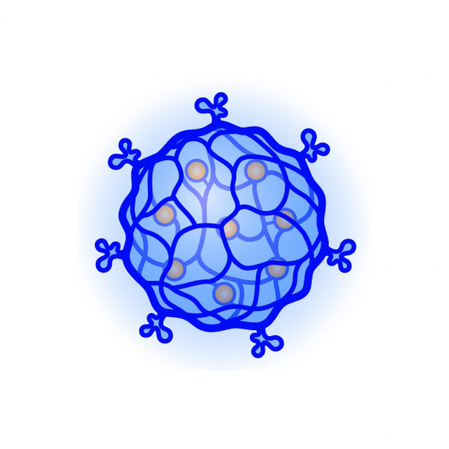 A DNA-based nanogel is broken down in cancer cells to release chemotherapy drugs.