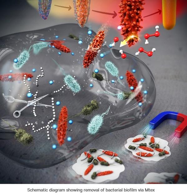 Schematic diagram showing removal of bacterial biofilm via Mtex