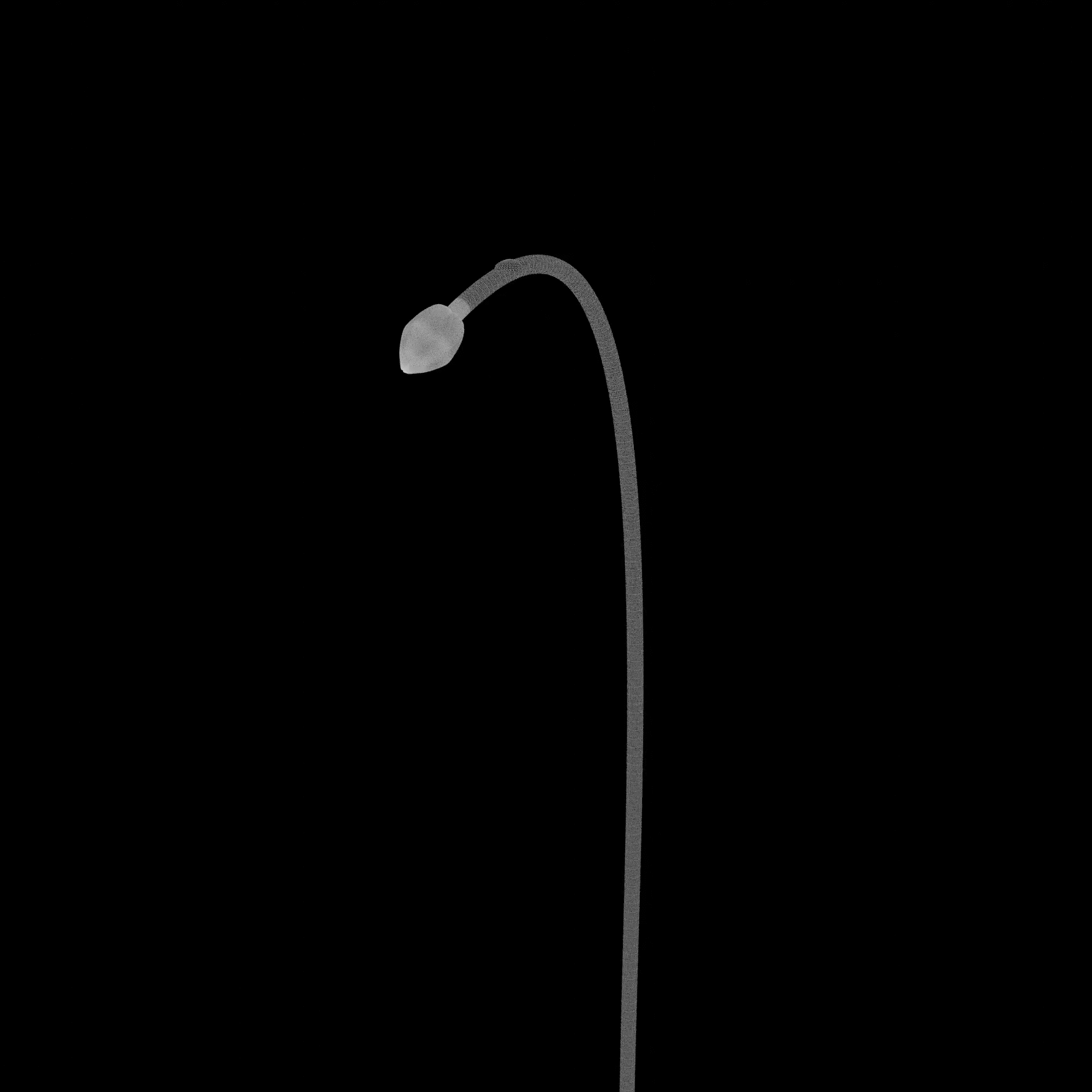 一花冬青2.gif