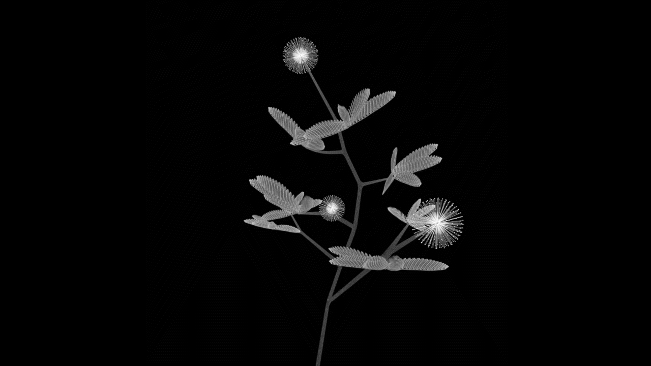 含羞草.gif