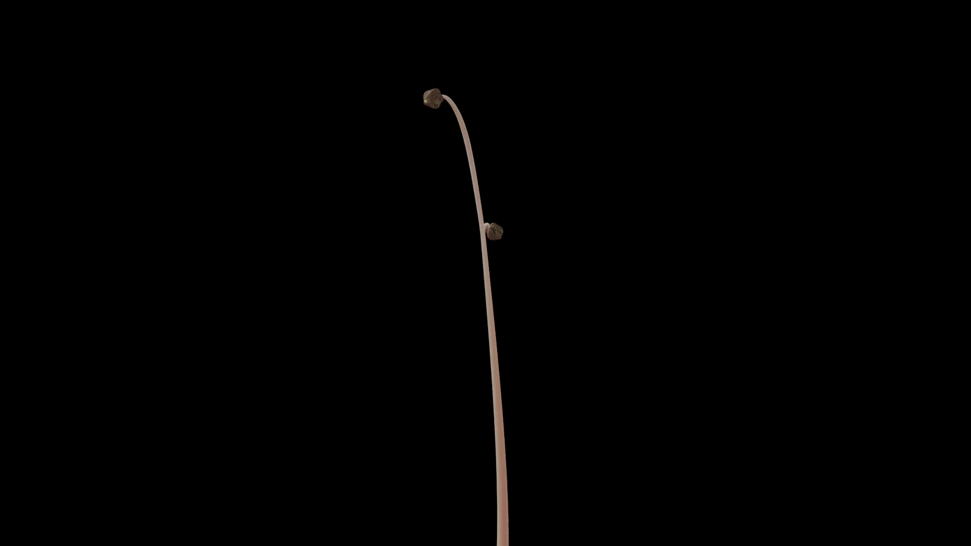 ghost orchid2.gif