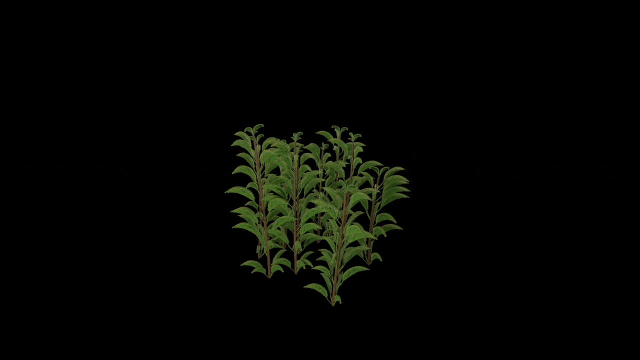 薄荷2的副本.gif