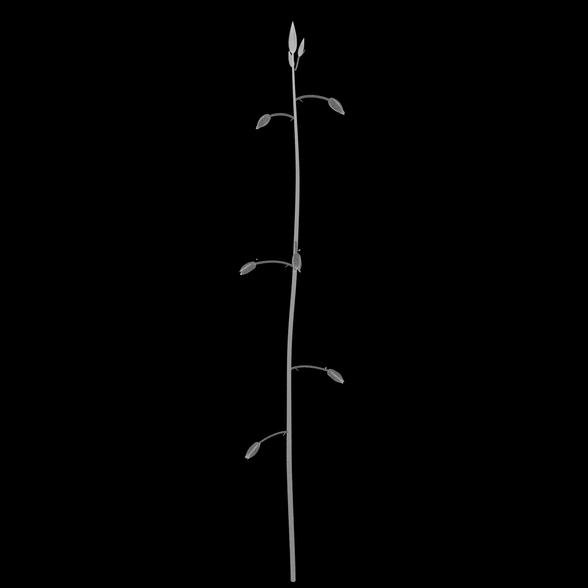 红藜芦.gif