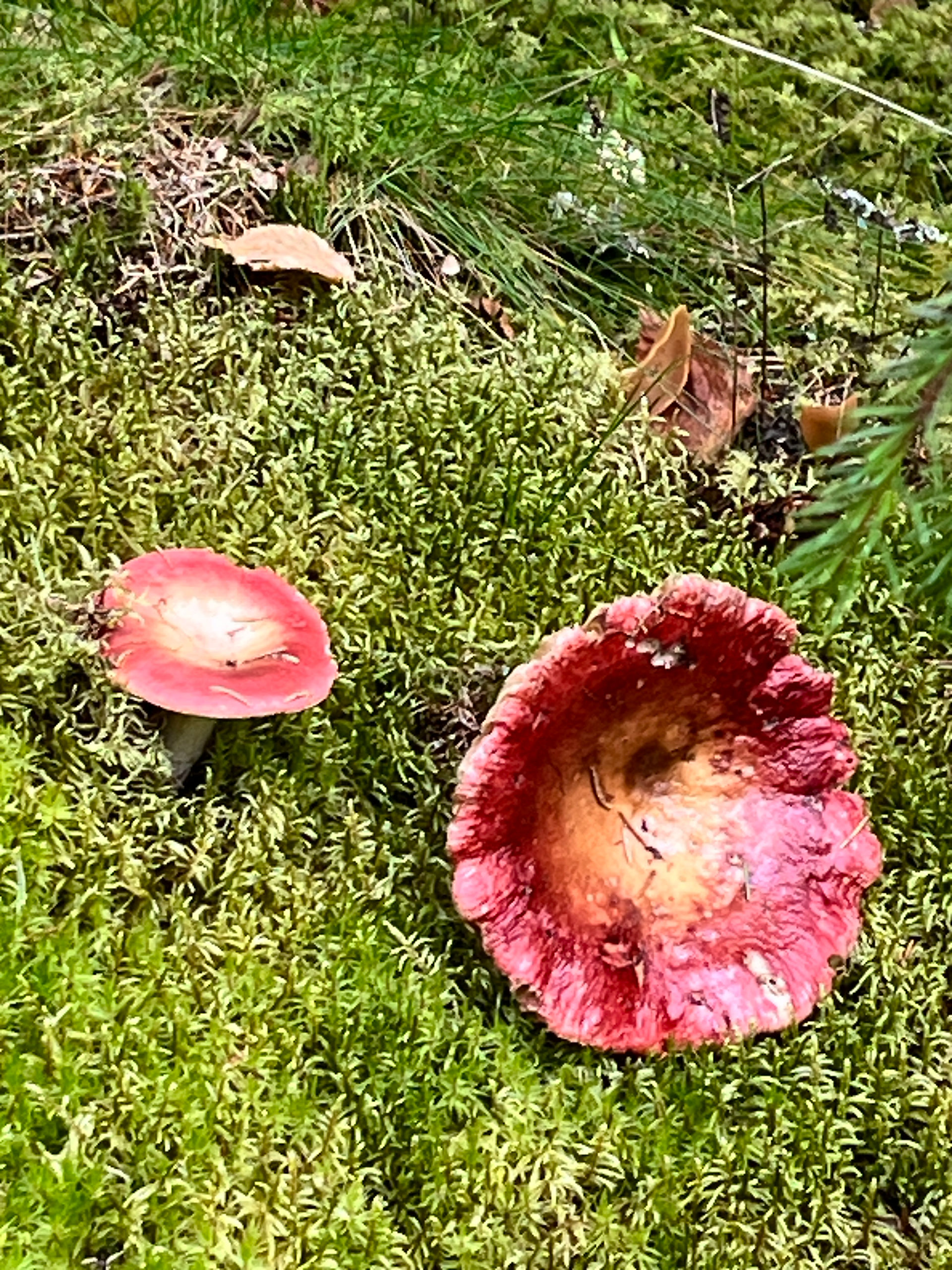 Röda svampar i skogen