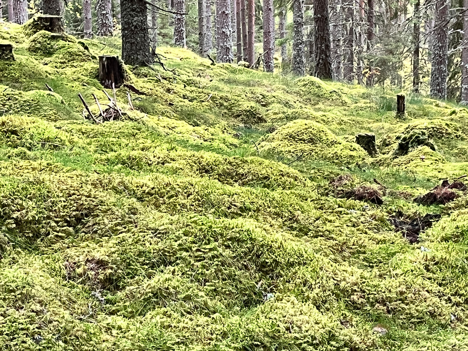 Mossa i skogen