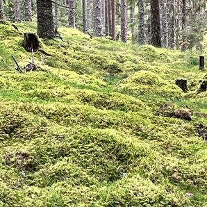 Skogsbad - Naturens egen terapi