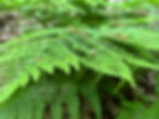 IMG_7573.jpeg