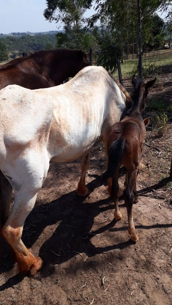 cavalo 01