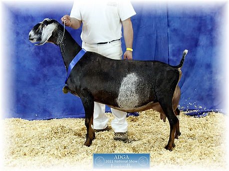 Jellie Nubian-National-Champion-2021.jpg
