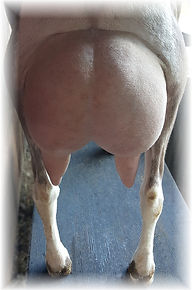BumbleberryRear.jpg