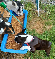 Pumpkin sharing a meal23.jpg
