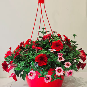 Geisha Girl hanging flower basket with deep red petunias and soft pink calibrachoa in a bold red planter — vibrant summer blooms perfect for patios in Lantzville, BC.
