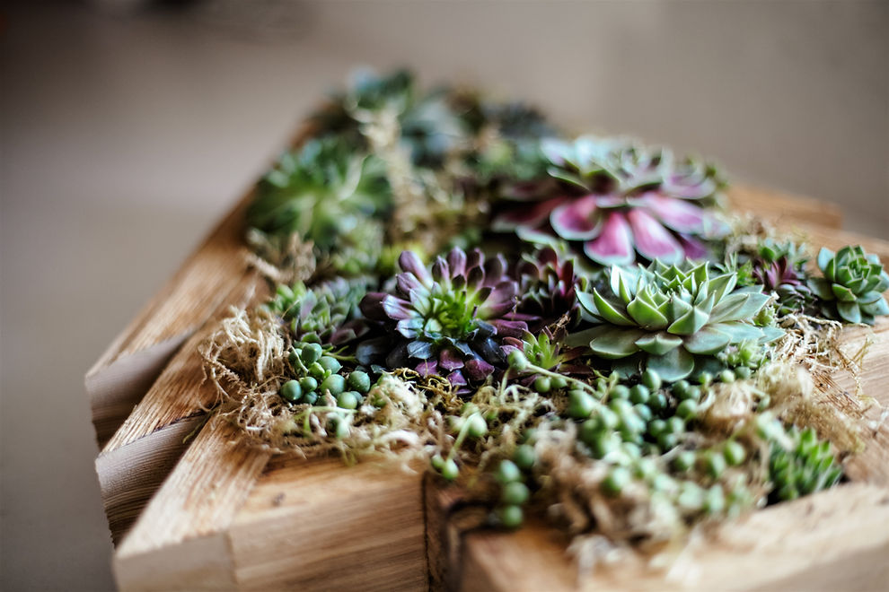 Handcrafted wooden tree planter filled with colorful succulents — part of a garden workshop or artisan sale at Superior Farms in Lantzville, BC near Nanaimo.