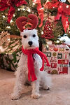 6d68e395242ca2938456e2492738b30dog.jpg