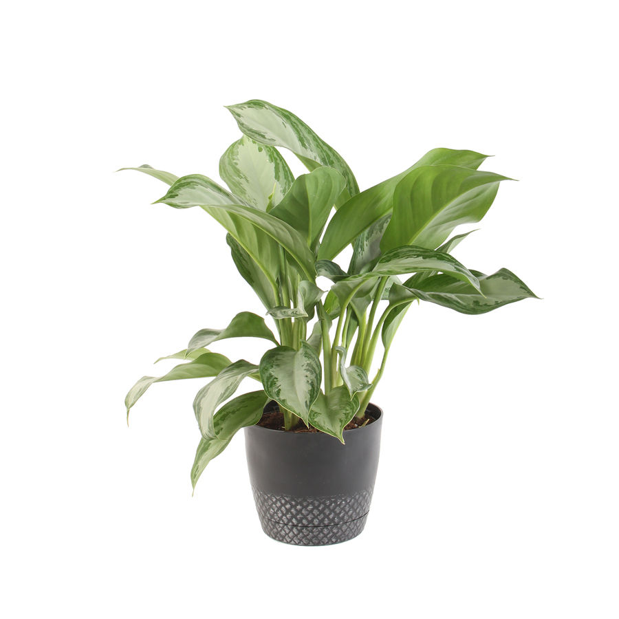 Chinese Evergreen