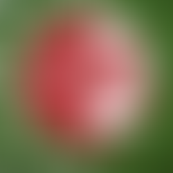 Duivels wedstrijdverslaglied