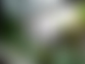 Mimari Projelerde Yapay Bitkilerin Yükselen Rolü