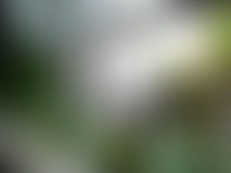 Mimari Projelerde Yapay Bitkilerin Yükselen Rolü