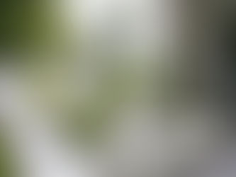 Yapay Bitkiler ile Doğal Alanlar Yaratmak