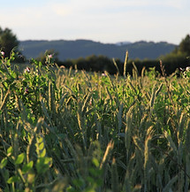Triticale & winter pea field mix for feed 2019-06 IMG_9493 small.JPG