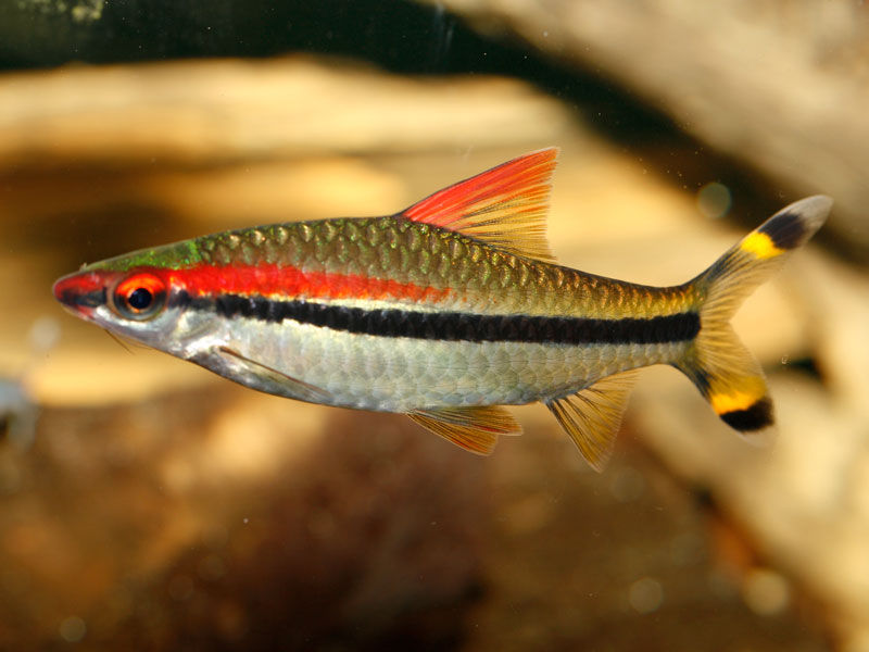 Barb Red Terpedo
