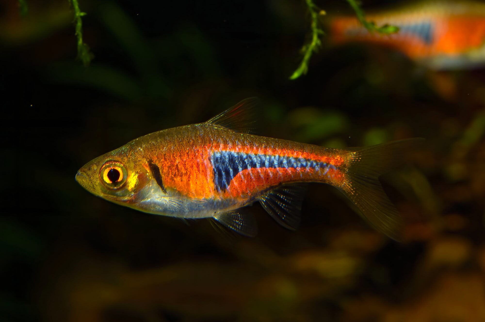 Espei Rasbora