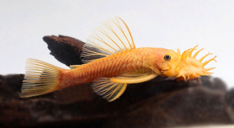 Pleco L144 Blue Eye Lemon Bristlenose Big Aquarium pleco-l144-blue-eye-lemon-bristlenose-big-aquarium