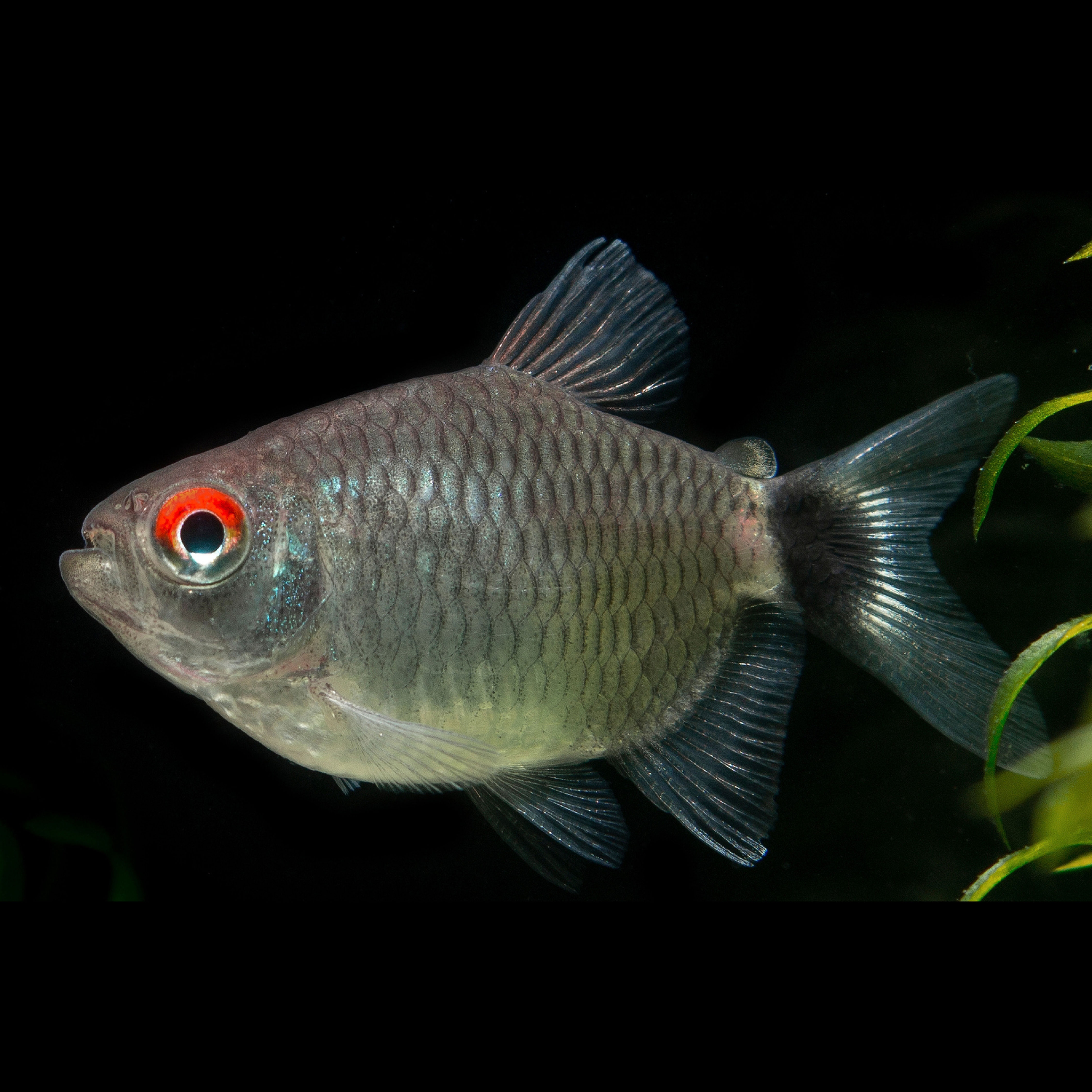 Red Eye Balloon Tetra