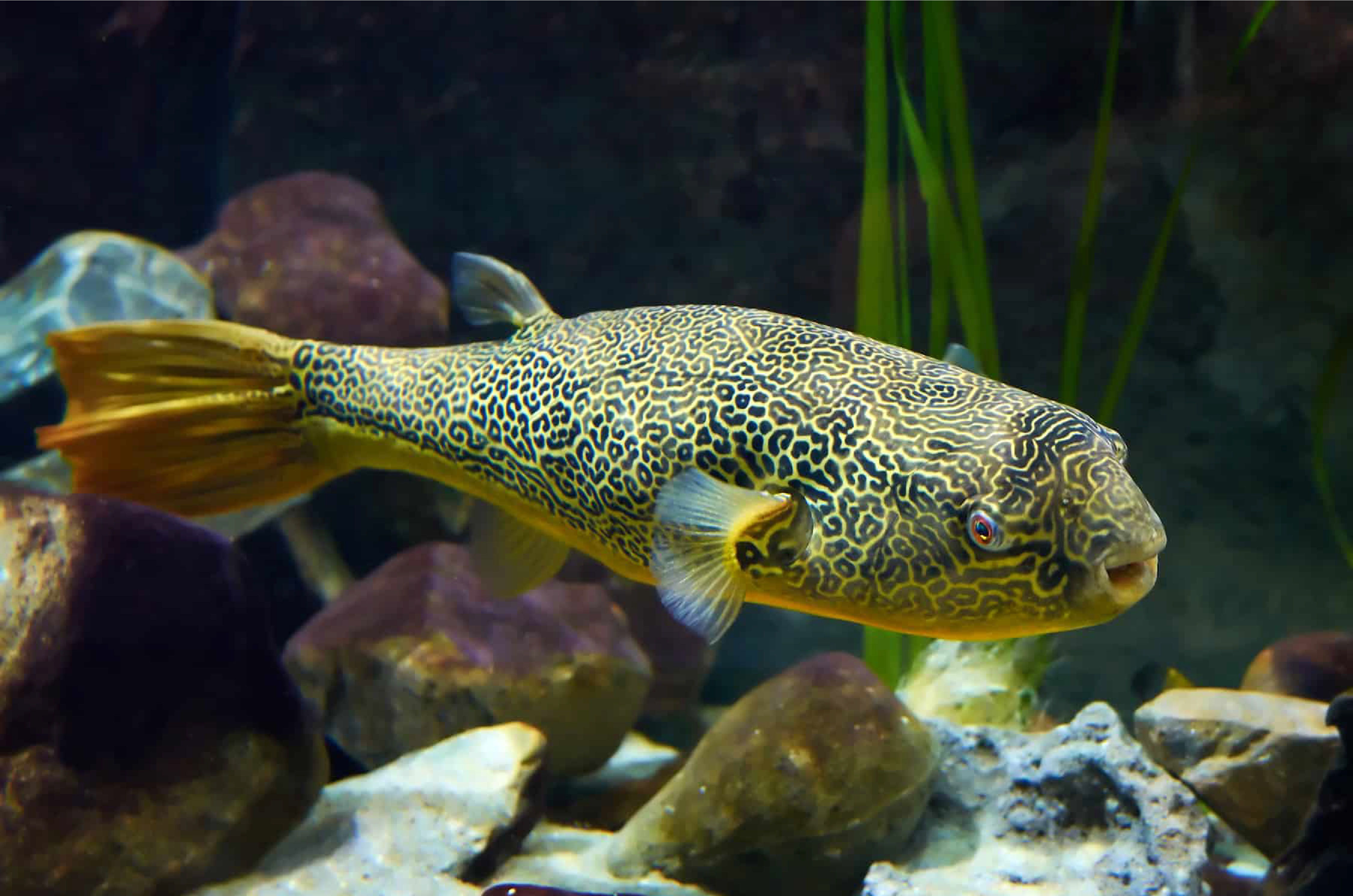 Puffer MBU