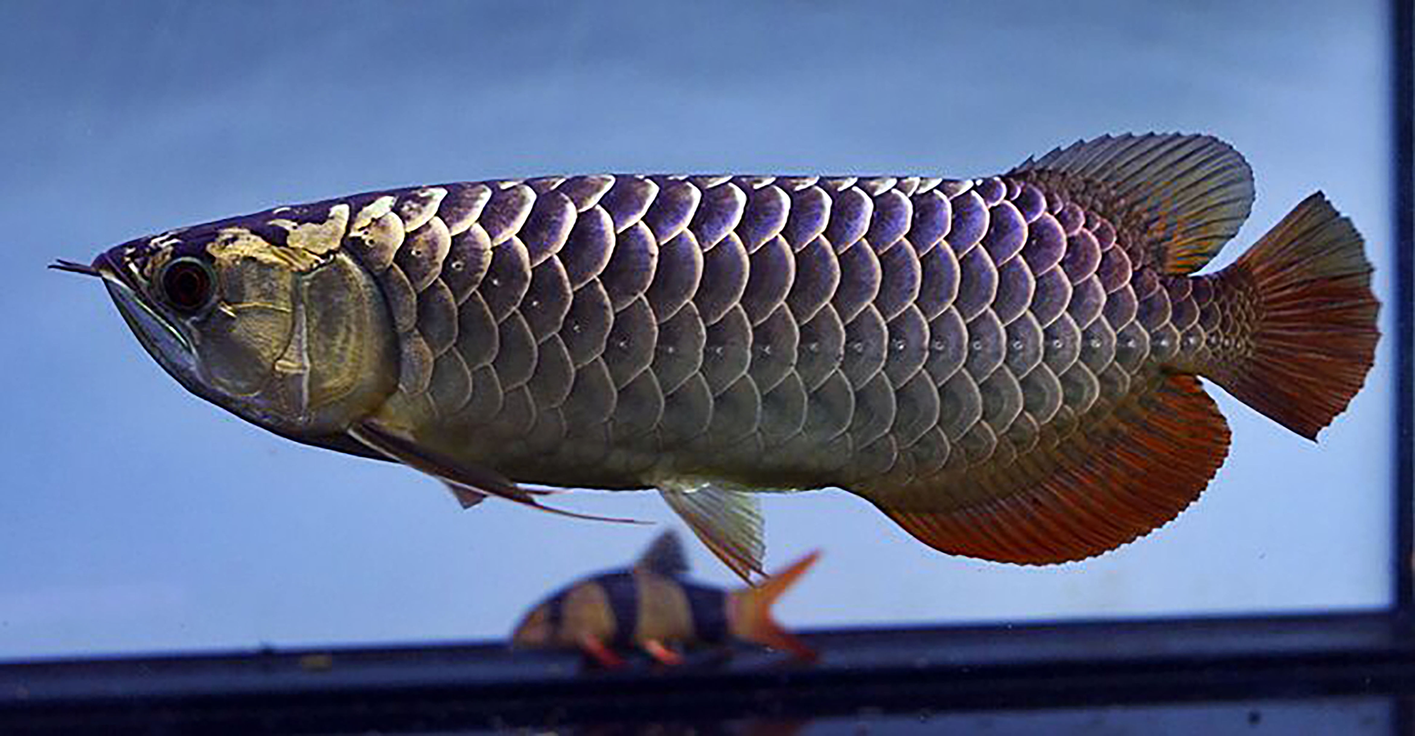 Purple Base Crossback 5-6inch