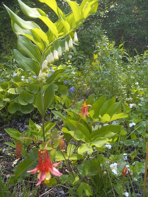 MaguonketShadeGarden2023a.jpg