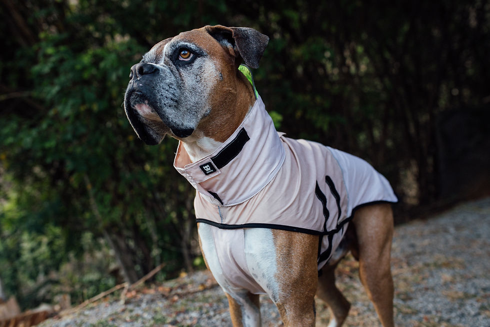 Прев'ю: Дощовик для собак Zee.dog Raincoats Oatmeal
