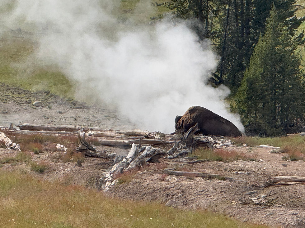Bison spa day!