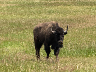 Don't Pet the Fluffy Cows!