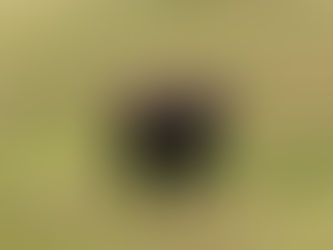 Don't Pet the Fluffy Cows!