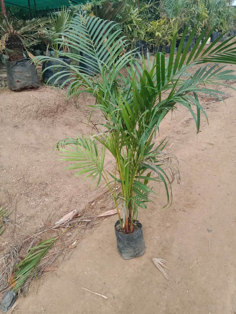 Areca Palm Medium (3-4ft)