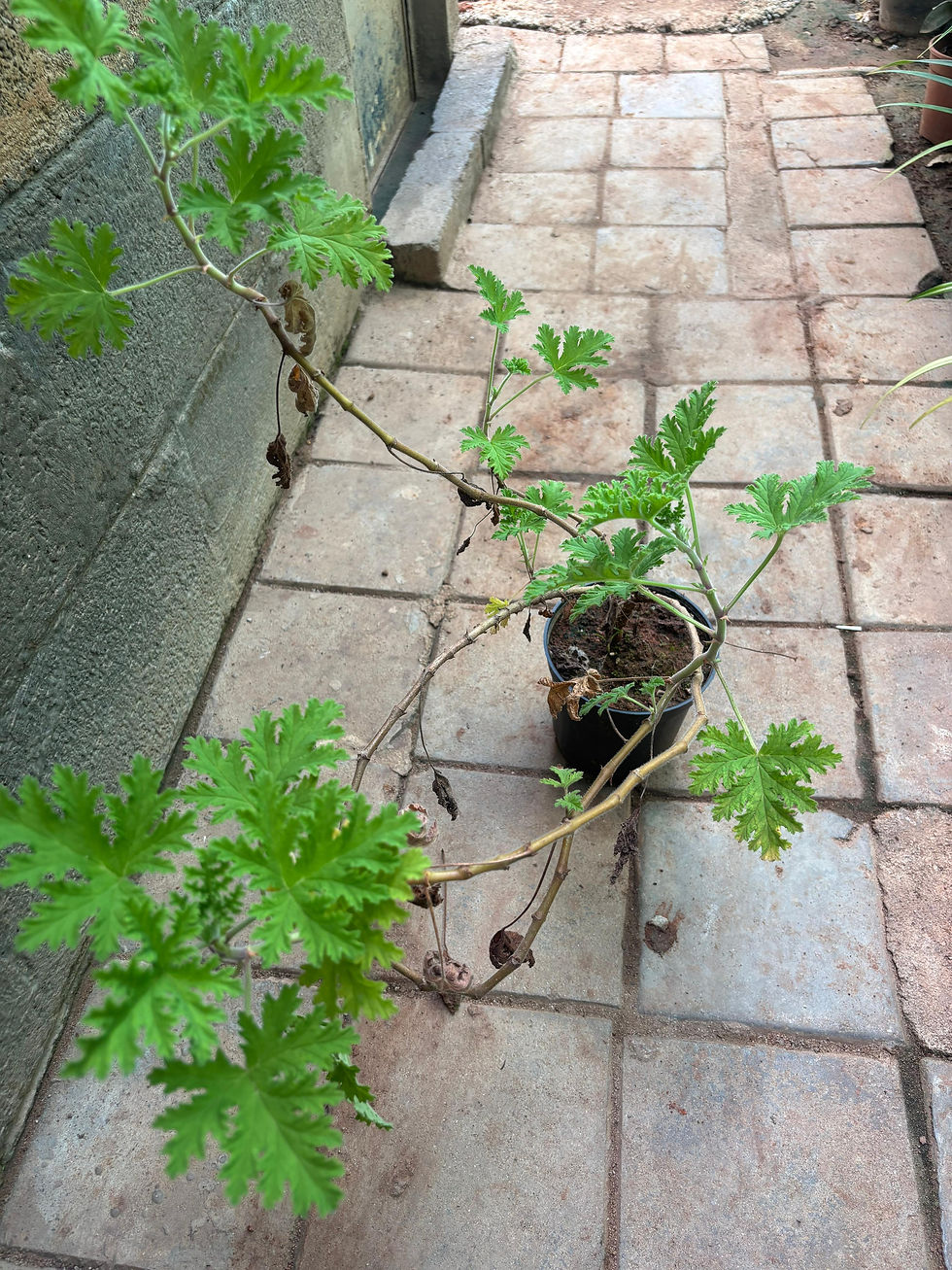 Lemon Geranium (Pelargonium crispum)